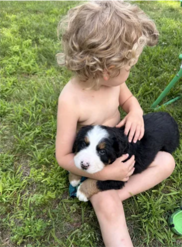 Roxy, our first Bernese Mountain Dog