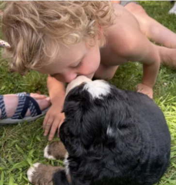 Bernese Mountain Dog puppy