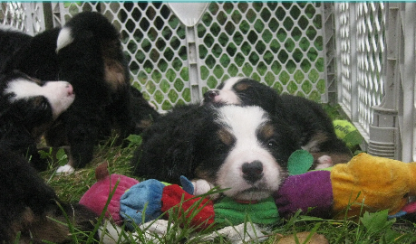 Bernese Mountain Dog puppies together