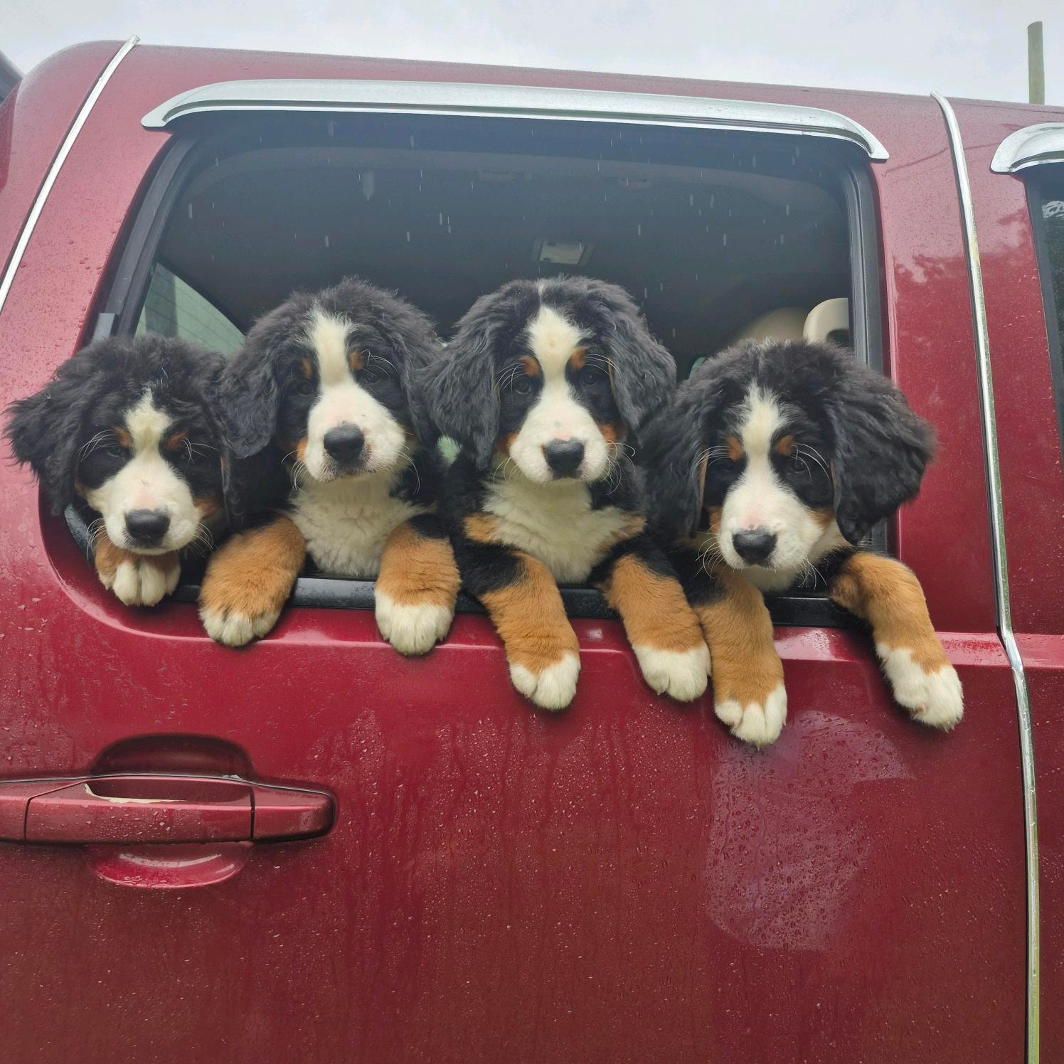 Berner puppy portrait