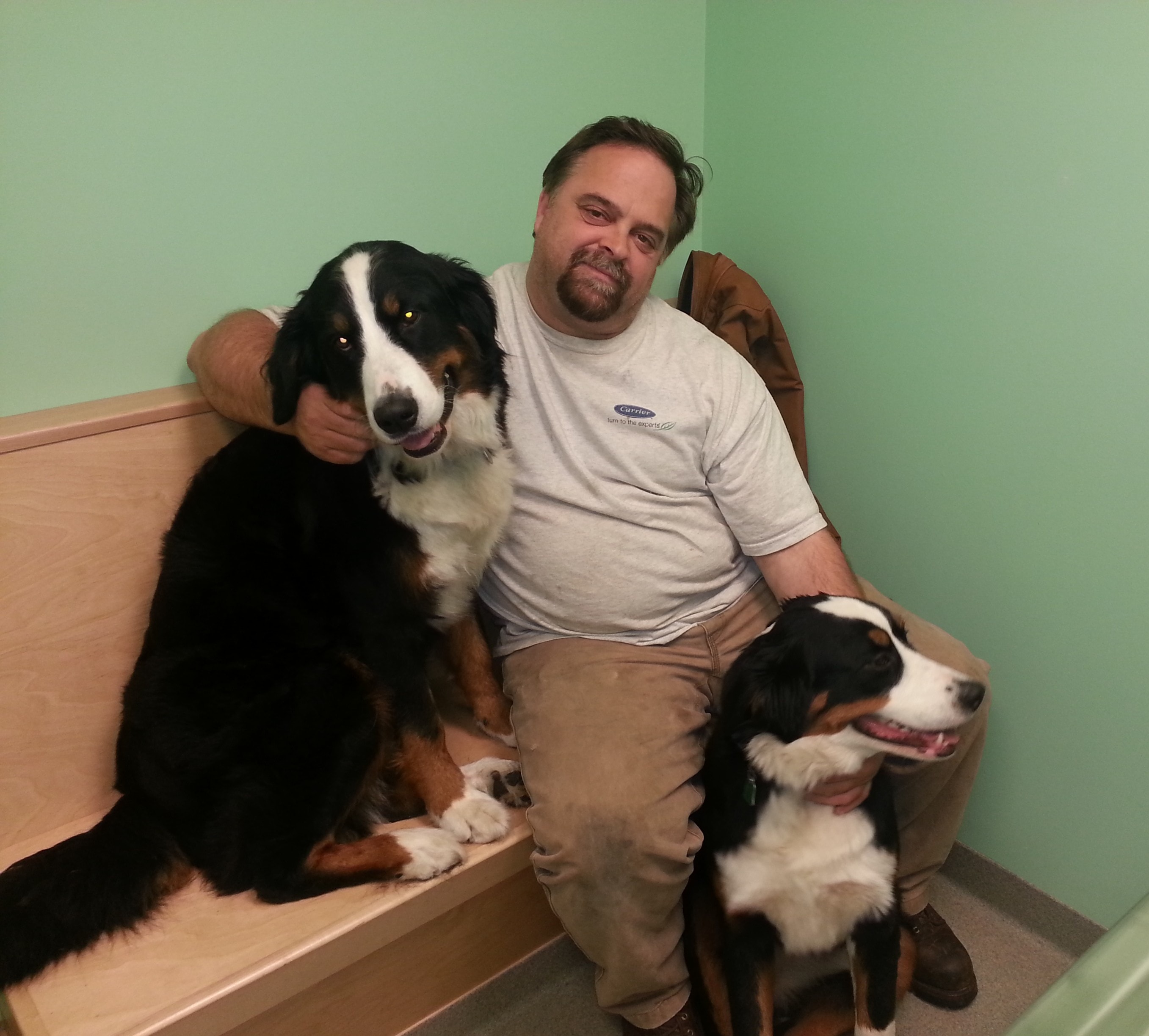 Man sitting with two Berners on couch