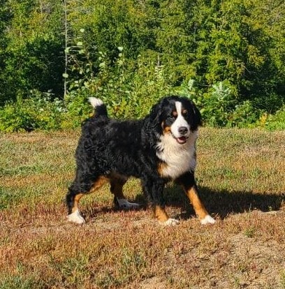 Terror Bella — dam